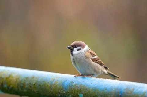 A close-up of a Eurasian tree sparrow (Passer montanus) perched on a metal .. Stock-Fotos