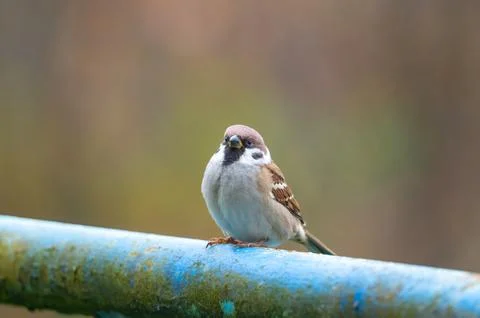 A close-up of a Eurasian tree sparrow (Passer montanus) perched on a metal .. Stock Photos