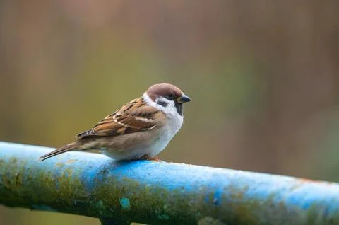 A close-up of a Eurasian tree sparrow (Passer montanus) perched on a metal .. Stock Photos