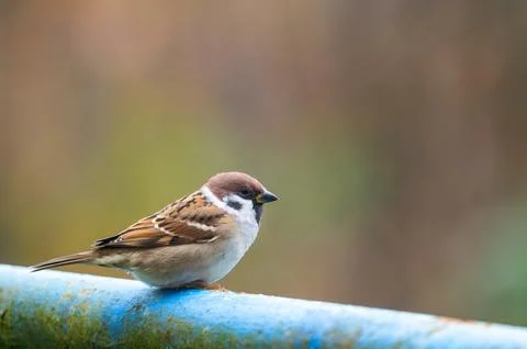 A close-up of a Eurasian tree sparrow (Passer montanus) perched on a metal .. Stock Photos