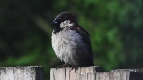 Close-Up of Eurasian Tree Sparrow Perched on Wooden Fence Post Vidéo 340010080