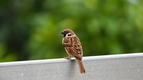 Close up of an Eurasian Tree Sparrow Stock Photos