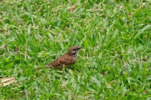 Close up Eurasian Tree Sparrow Standing on The Lawn Stock-Fotos