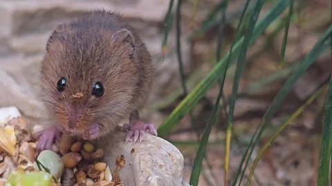 Close up of an Eurasian weed mouse Stock Footage 269817333