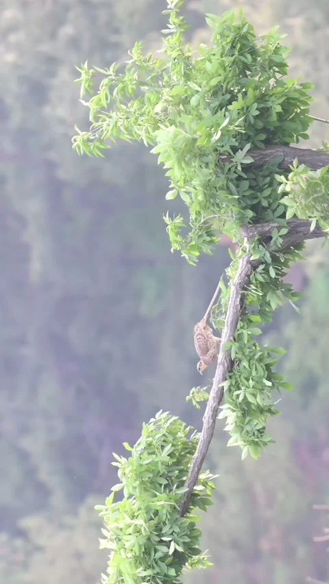 Close-up of Eurasian Wryneck Bird Climbing a Tree Branch in Chinese Wilderness 動画素材 336300838