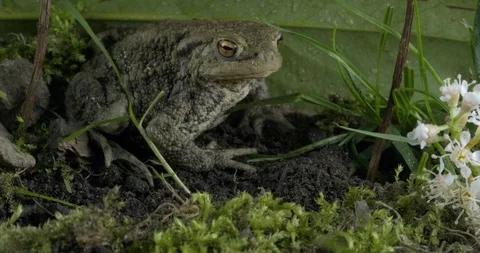 Close Up Of Europe Toad Sitting Stock Footage 89315250