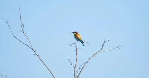 Close up of European bee-eater  Stock Footage 162808240