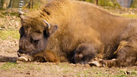 Close up of european bison Stock Footage 124498434