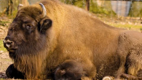 Close up of european bison Stock Footage 124499628