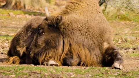 Close up of european bison Stock-Footage 124499638