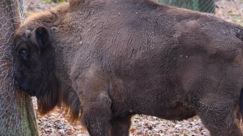 Close up of european bison Stock Footage 124549575