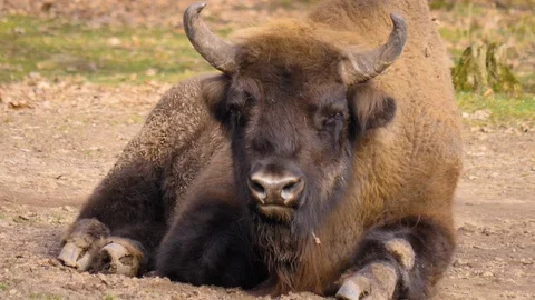 Close up of european bison Stock Footage 124550197