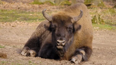 Close up of european bison Stock Footage 124550581