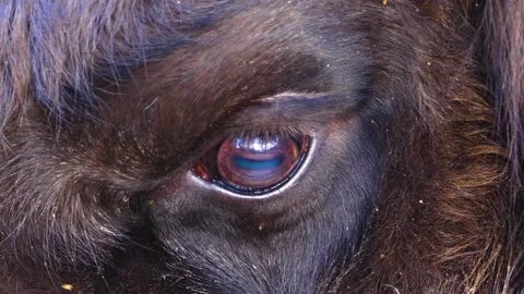 Close up of European bison Stock Footage 140188196