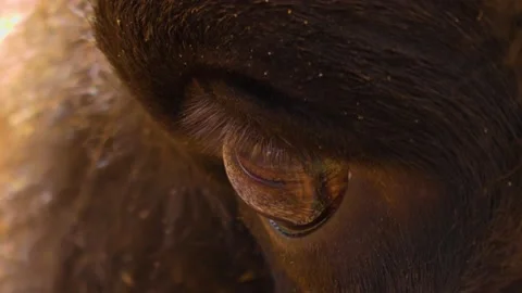 Close up of European bison Stock Footage 140191444