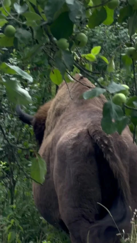 Close-up of a European bison seen through forest leaves Stock Footage 340859073
