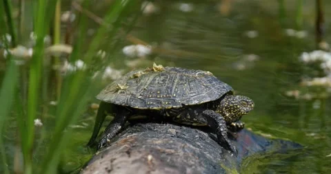 Close up of European pond turtle Stock Footage 162808302