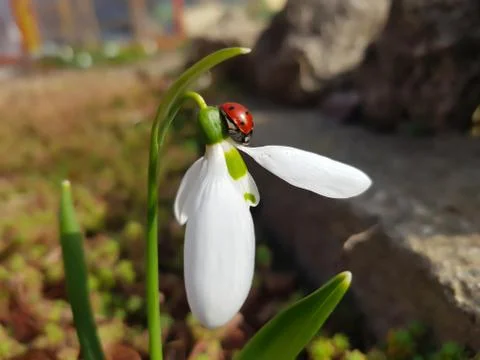 Close-up of european seven-point ladybug on snowdrop flower. Stock Photos