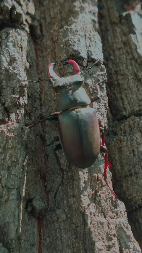 Close-up of European Stag Beetle moving up textured bark of an oak tree Stock Footage 338024205