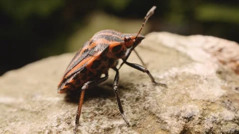 Close-up of a European striped shield bug (Graphosoma italicum) . Stock Footage 323865504