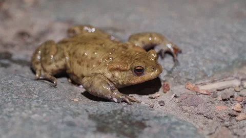Close-up Of European Toad On Concrete Surface, With Stocky Body, Short Legs Stock Footage 333202245