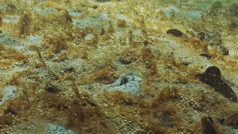 Close-up of Eutrophication hotspot (Hypertrophic zone) on sandy sea bottom Stock Footage 315558510