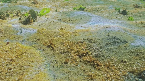 Close up of eutrophication zone with gas bubbles by releasing it into water from Stock Footage 315558249