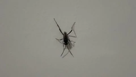 Close up Evania Appendigaster on wall Stock Footage 311353610