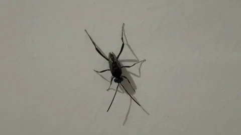 Close up Evania Appendigaster on Wall Stock Footage 311353636