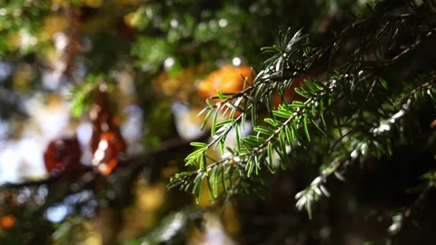 A close-up of evergreen branches bathed in sunlight. Stock Footage 254064310