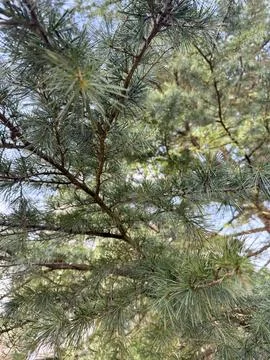 A close-up of evergreen branches captures their green needles Stock Photos