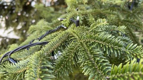 Close-Up of Evergreen Branches with Festive String Lights Stock Photos