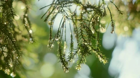 Close-up of evergreen conifer branches covered with fresh water droplets, g.. Stock Footage 346738954