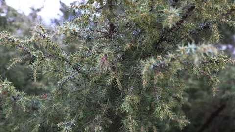 Close-up Evergreen Conifer Branches Soft Green Needles Natural Forest Backg.. Stock Footage 334055638