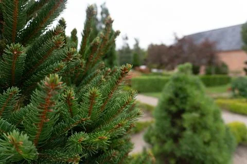 Close-Up of Evergreen Foliage Stock Photos