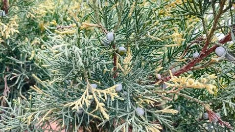 Close-up of evergreen juniper branches with small blue berries and green ne.. Stock Photos