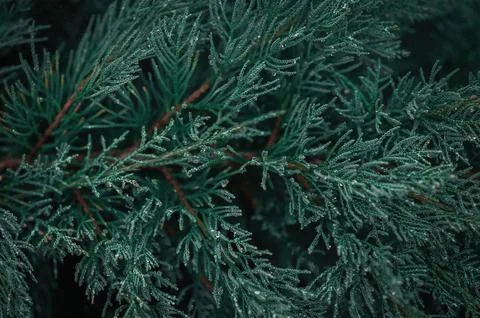 Close Up of Evergreen Juniper Branches Texture Stock Photos