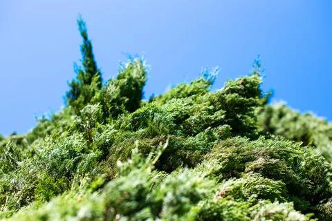 Close up of evergreen juniper tree branches on blue sky background Stock Photos