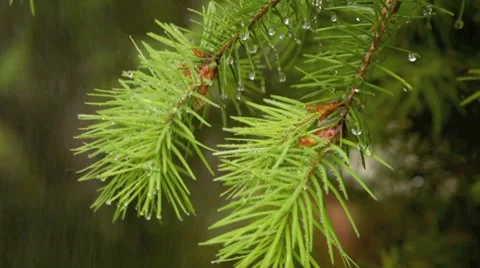 Close-up of evergreen needles in the rain. Stock Footage 8655753