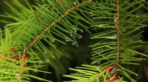 Close-up of evergreen needles in the rain. Vidéo 8655760