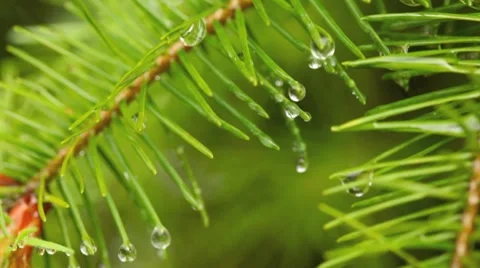 Close-up of evergreen needles in the rain. Vídeo Stock 8655770