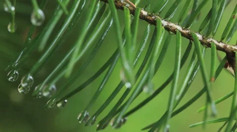 Close-up of evergreen needles in the rain. Stock Footage 8655798