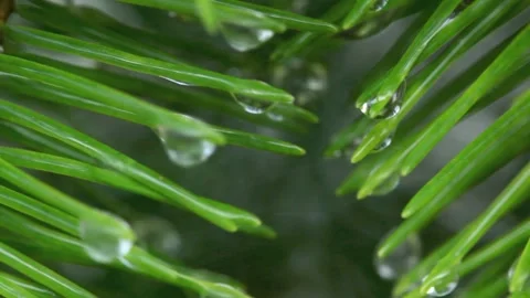 Close-up of evergreen needles in the rain. Stock Footage 132733735