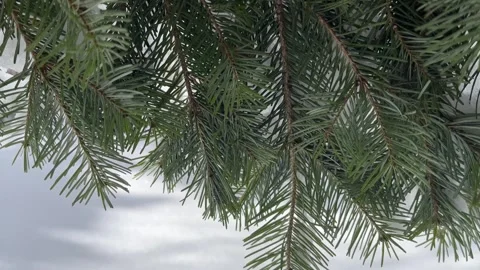 Close-up of evergreen needles on tree swaying in wind with white snow background Stock Footage 319695721