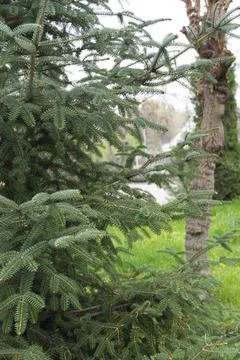 Close Up of Evergreen Pine Branch with Soft Background Foto stock