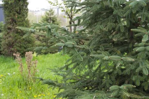 Close Up of Evergreen Pine Branch with Soft Background Stock Photos