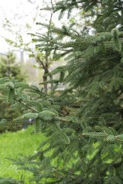 Close Up of Evergreen Pine Branch with Soft Background Fotos Stock