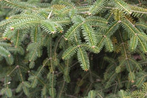 Close Up of Evergreen Pine Branch with Soft Background Stockfoto's