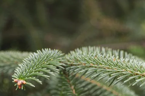 Close Up of Evergreen Pine Branch with Soft Background Stock Photos