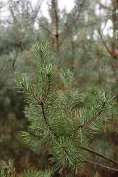 Close up of evergreen pine branches growing in forest Stock Photos
